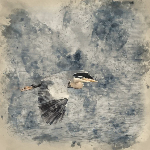 Digital Akvarellbild Vacker Bild Grey Heron Ardea Cinerea Flygning Över — Stockfoto