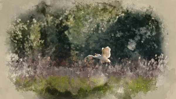 美丽的大白鹭Ardea Alba在春季阳光下飞越湿地的可爱图像的数字水彩图像 — 图库照片
