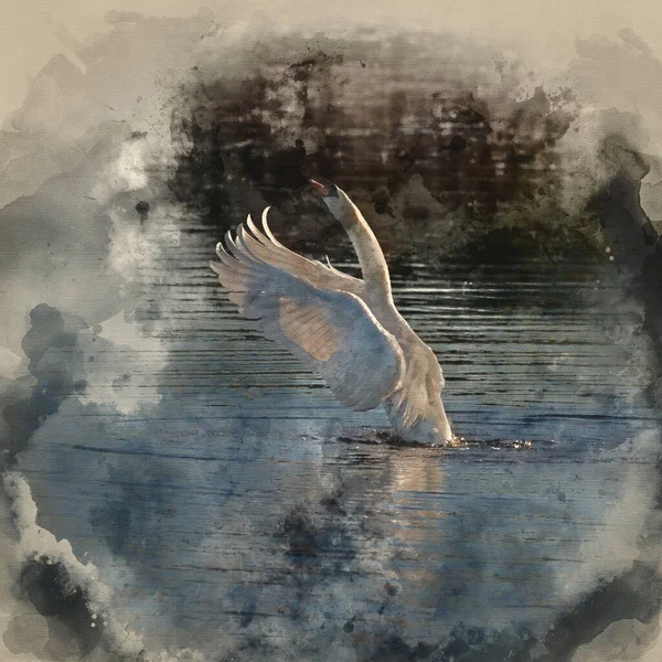 湖面上的美丽薄荷叶天鹅绒水彩画 展翅展翅 展现了翅膀的细腻与美丽 — 图库照片