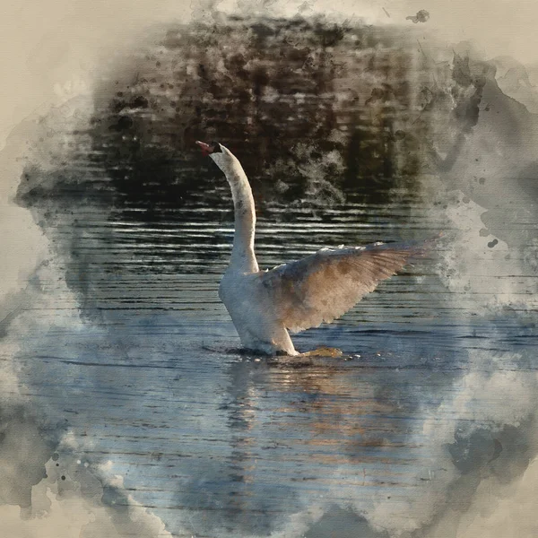 Digitally Created Watercolour Painting Beautiful Mute Swan Cygnus Olor Lake — Zdjęcie stockowe