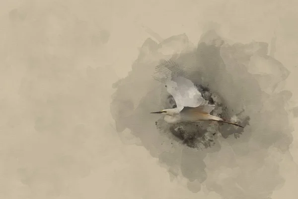 Digitally Created Watercolour Painting Lovely Image Beautiful Great White Egret — Foto Stock