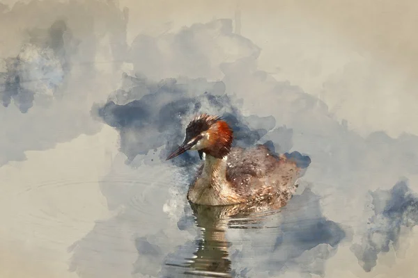 Digitally Created Watercolour Painting Beautiful Portrait Colorful Great Crested Grebe —  Fotos de Stock