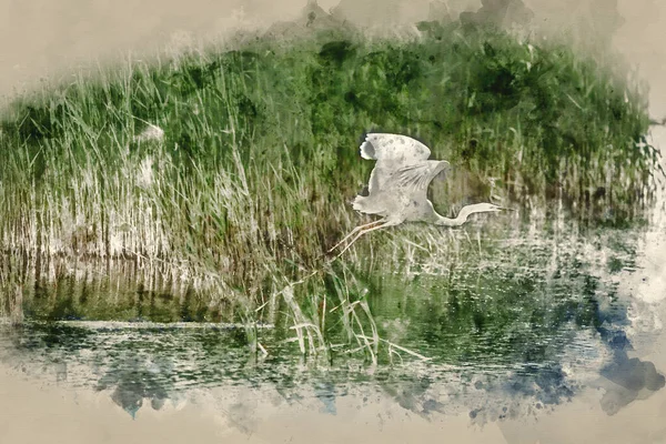 Digitally Created Watercolour Painting Lovely Image Beautiful Great White Egret — Stok fotoğraf