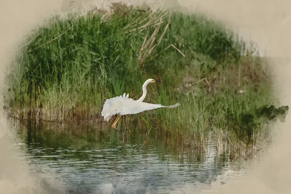 Digitally Created Watercolour Painting Lovely Image Beautiful Great White Egret —  Fotos de Stock