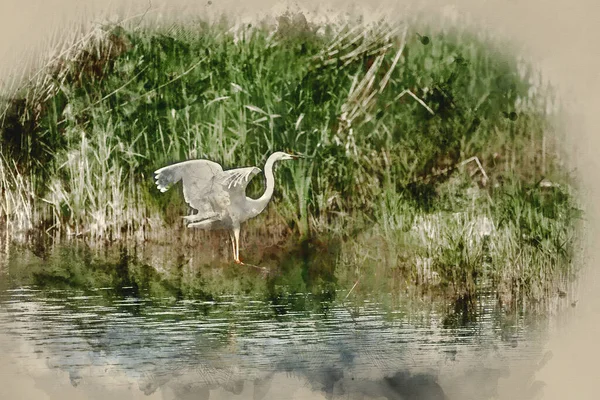 Digitally Created Watercolour Painting Lovely Image Beautiful Great White Egret — Stock Photo, Image