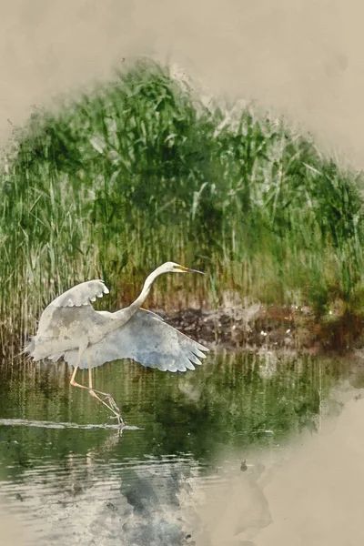 美丽的大白鹭Ardea Alba在春日阳光下飞越湿地时可爱形象的数码水彩画 — 图库照片