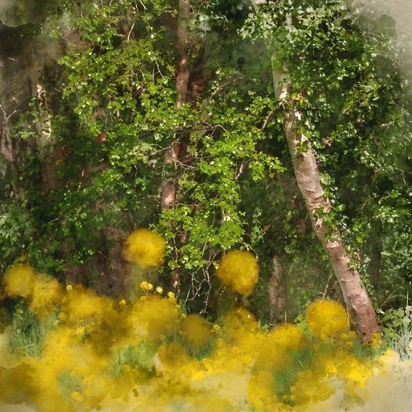 Digitally created watercolour painting of Beautiful Spring landscape with shallow depth of field techniqure of rapeseed canola along river bank in Spring at sunrise
