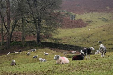 Beautiful landscape image of sheep in farm alongside Loughrigg Tarn in Lake District on a Winter morning