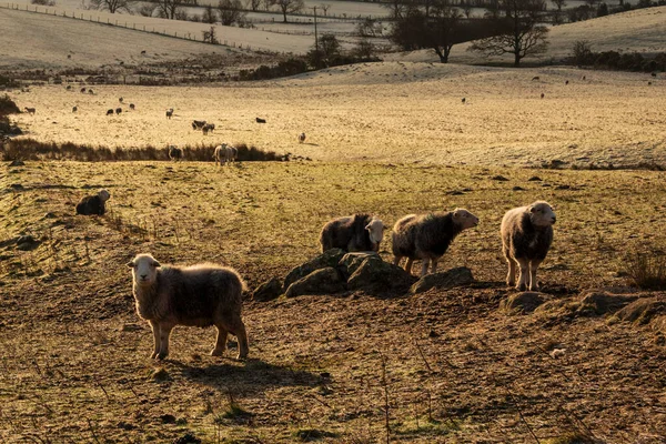 Beautiful Image Sheep Feeding Early Morning Winter Sunrise Light Lake — Stock fotografie