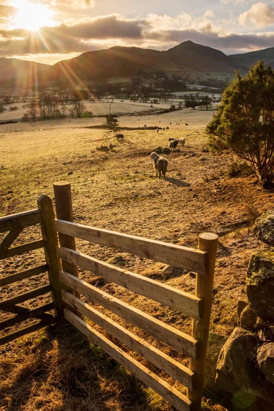 Beautiful Image Sheep Feeding Early Morning Winter Sunrise Light Lake — Photo