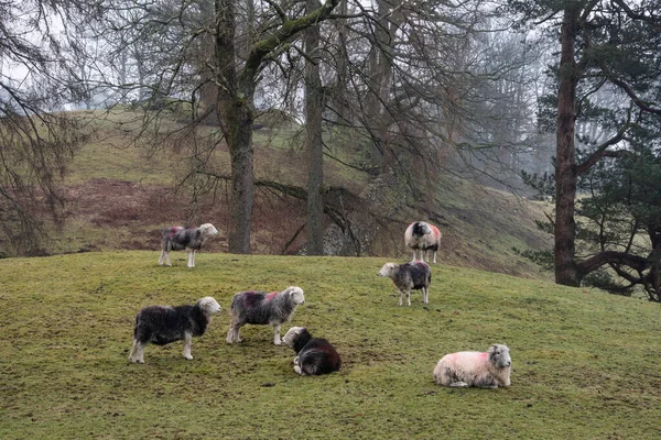 Beautiful Landscape Image Sheep Farm Alongside Loughrigg Tarn Lake District — Stock Photo, Image