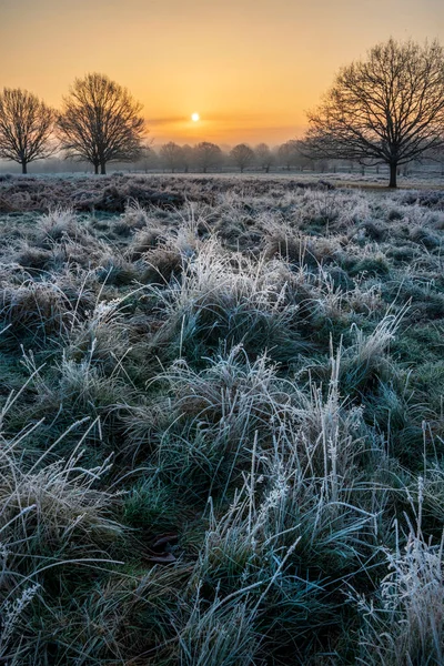 Beautiful Winter Sunrise Landscape Image Dawn Hoarfrost Plants Trees Golden — Foto de Stock