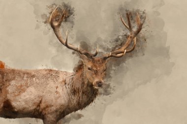 Güz mevsiminde kırmızı geyik Cervus Elaphus 'un canlı renklerle donatılmış dijital suluboya resmi.