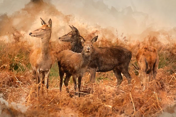 Digital Watercolour Painting Beautiful Image Red Deer Stag Cervus Elaphus — Stock Photo, Image