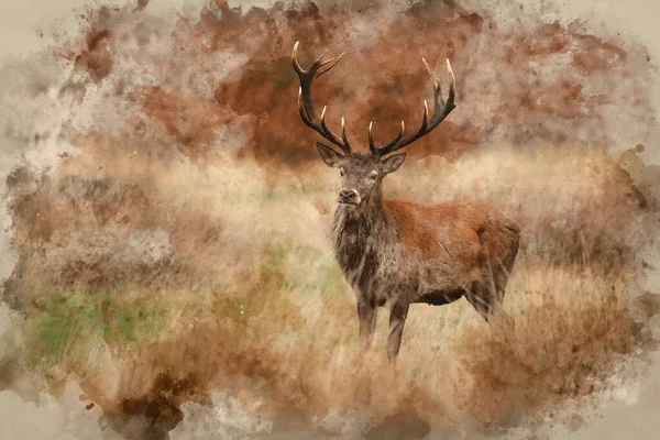 秋秋风景中美丽的红鹿塞万斯 埃莱弗斯画像的数字水彩画 — 图库照片