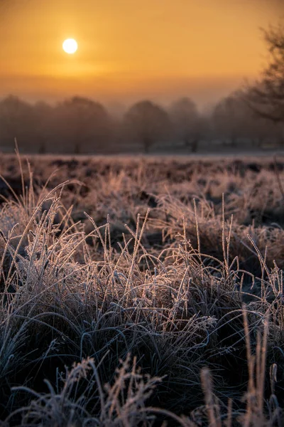 Beautiful Winter Sunrise Landscape Image Dawn Hoarfrost Plants Trees Golden — Stockfoto