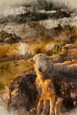 İngiliz kırsalındaki Lake District 'te kış gündoğumu ışığında beslenen koyunların güzel görüntülerinin dijital suluboya resmi.