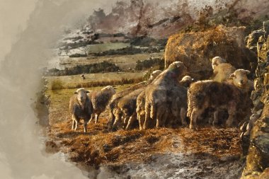 İngiliz kırsalındaki Lake District 'te kış gündoğumu ışığında beslenen koyunların güzel görüntülerinin dijital suluboya resmi.