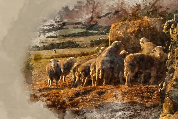 英格兰农村湖区晨光下羊食美丽形象的数字水彩画 — 图库照片