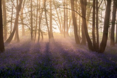 Güzel Bahar BlueBell Ormanı. Hafif sis tabakası İngiliz kırsalında huzur veriyor.