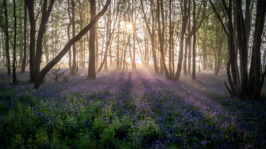 Güzel Bahar BlueBell Ormanı. Hafif sis tabakası İngiliz kırsalında huzur veriyor.