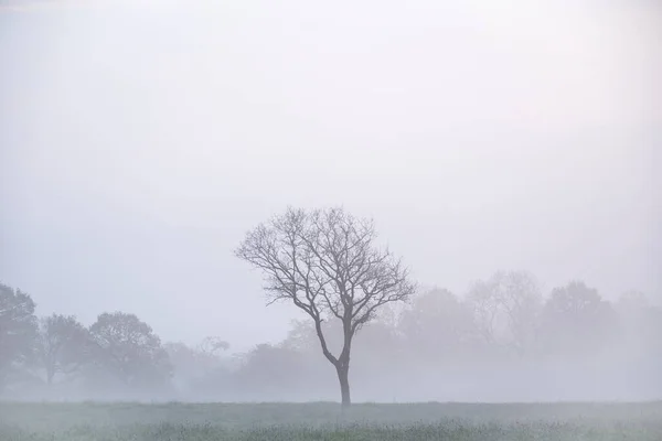 Mooie Mistige Zonsopgang Het Engelse Platteland Met Zachte Pastellucht Rustig — Stockfoto