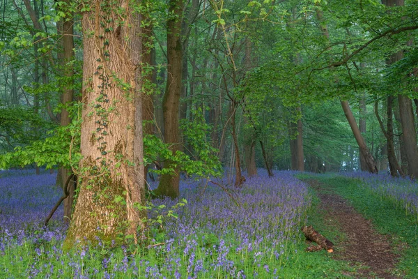 Весенний Голубой Лес Легким Слоем Тумана Дарит Спокойствие Английской Сельской — стоковое фото