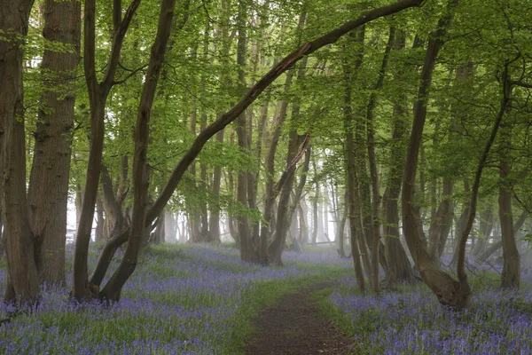 Gyönyörű Tavaszi Bluebell Erdő Világos Réteg Köd Nyugodt Békés Érzés — Stock Fotó