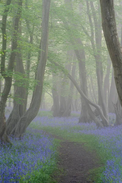 Bella Foresta Bluebell Primavera Con Leggero Strato Nebbia Dando Calma — Foto Stock