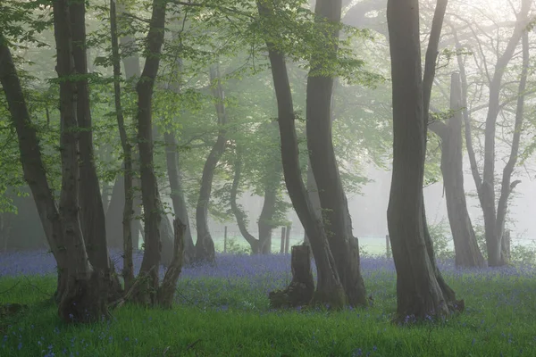 Hermoso Bosque Bluebell Primavera Con Capa Ligera Niebla Que Sensación —  Fotos de Stock