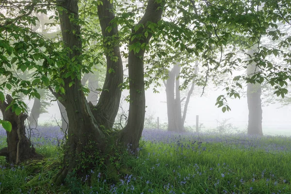 Beautiful Spring Bluebell Forest Light Layer Fog Giving Calm Peaceful — Stock Photo, Image