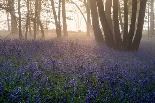 Hermoso Bosque Bluebell Primavera Con Capa Ligera Niebla Que Sensación —  Fotos de Stock