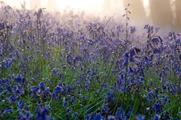 Hermoso Bosque Bluebell Primavera Con Capa Ligera Niebla Que Sensación — Foto de Stock
