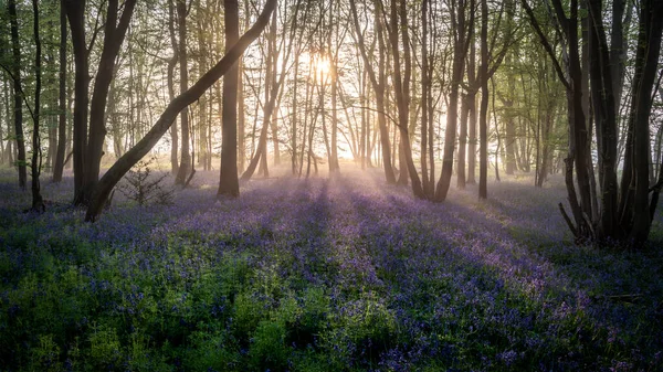 Belle Forêt Printanière Bluebell Avec Une Légère Couche Brouillard Donnant — Photo