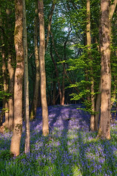 美丽的春天蓝铃林给英国乡村带来平静祥和的感觉 — 图库照片