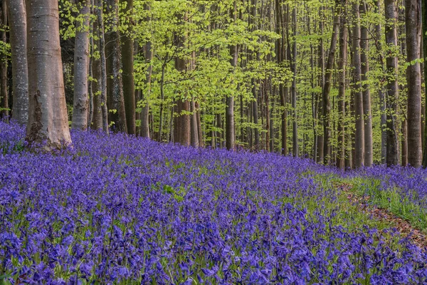 Vacker Vår Blåklocka Skog Ger Lugn Fridfull Känsla Engelsk Landsbygd — Stockfoto