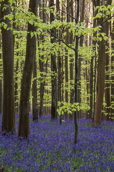 美丽的春天蓝铃林给英国乡村带来平静祥和的感觉 — 图库照片