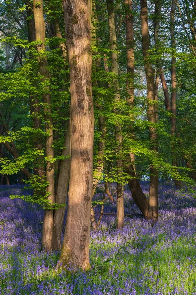 Floresta Bluebell Bela Primavera Dando Calma Sensação Pacífica Campo Inglês — Fotografia de Stock