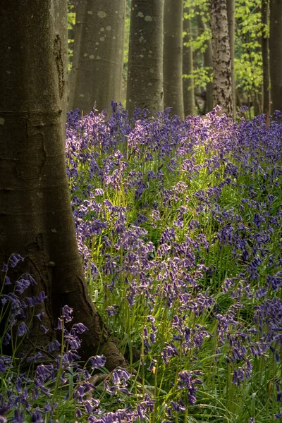 Bella Foresta Bluebell Primavera Dando Calma Sensazione Pace Nella Campagna — Foto Stock