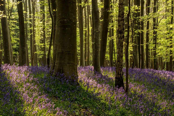 美しい春のブルーベルの森は 英語の田舎で穏やかな平和感を与えます — ストック写真