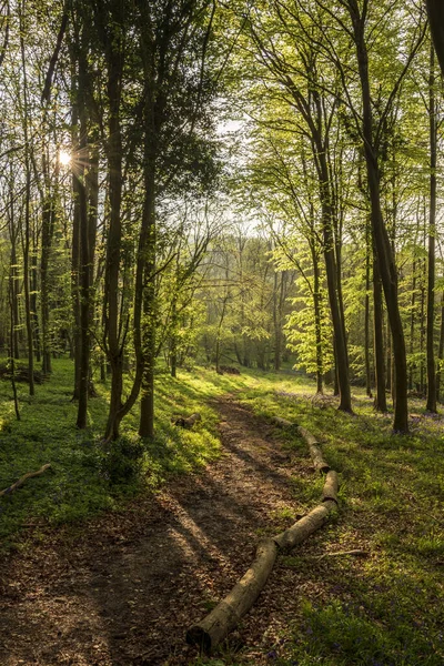 Smuk Spring Bluebell Skov Giver Rolig Fredelig Følelse Engelsk Landskab - Stock-foto