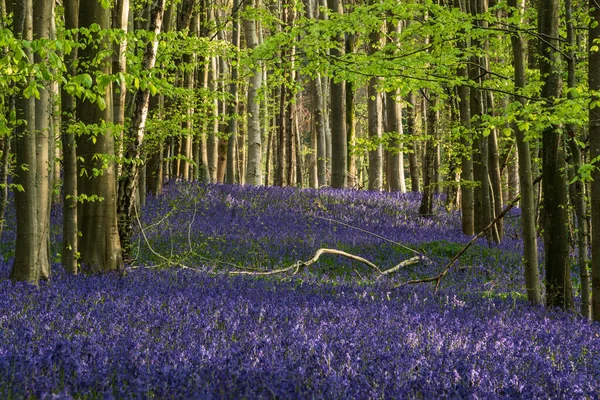 Prachtige Lente Bluebell Bos Geven Kalme Rust Het Engelse Platteland — Stockfoto