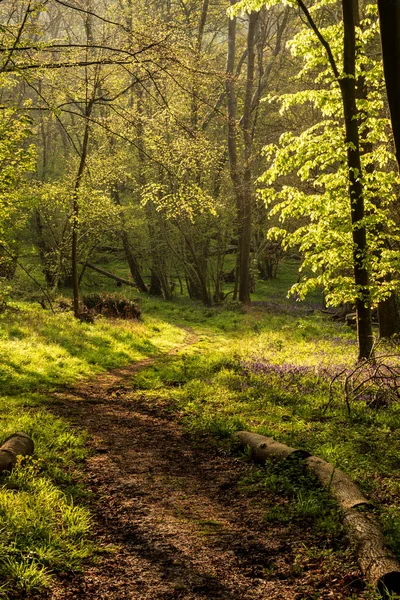 Güzel Bahar Bluebell Ormanı Ngiliz Kırsalında Huzur Veriyor — Stok fotoğraf