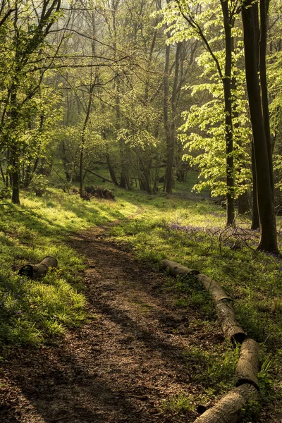 Smuk Spring Bluebell Skov Giver Rolig Fredelig Følelse Engelsk Landskab - Stock-foto