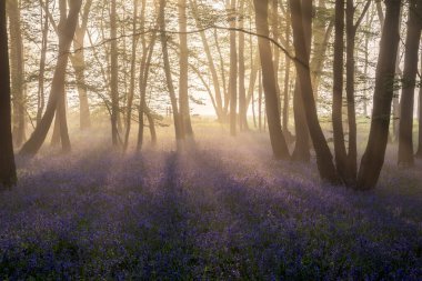 Güzel Bahar BlueBell Ormanı. Hafif sis tabakası İngiliz kırsalında huzur veriyor.