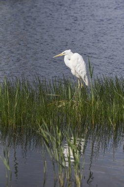 Güzelim Büyük Akbalıkçıl kuş kamış yatağında bahar güneşinde gölde