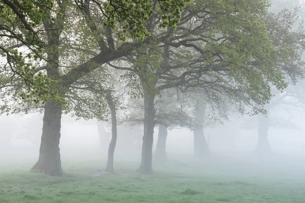 柔らかなパステルカラーの空と穏やかな気持ちで英語の田舎で美しい霧の日の出 — ストック写真