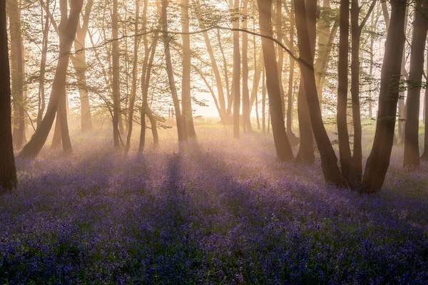 Beautiful Spring Bluebell Forest Light Layer Fog Giving Calm Peaceful — Stock fotografie