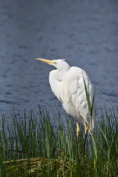 Beautiful Great White Egret Bird Reed Bed Lake Spring Sunshine — Stock Photo, Image
