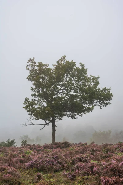 美丽的雾雾森林夏末风景画与闪耀的雾在可爱的密林之间的距离 — 图库照片